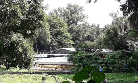 Cuộc đấu giá gỗ quý hiếm diễn ra chóng vánh: Nhiều dấu hiệu mập mờ